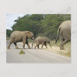 Carte Postale Elephants