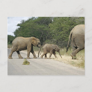 Carte Postale Éléphants
