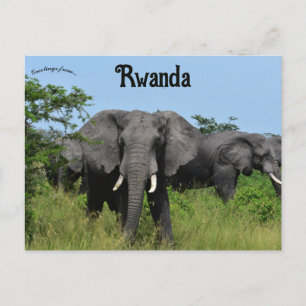 Carte Postale Eléphants à Kigali Rwanda