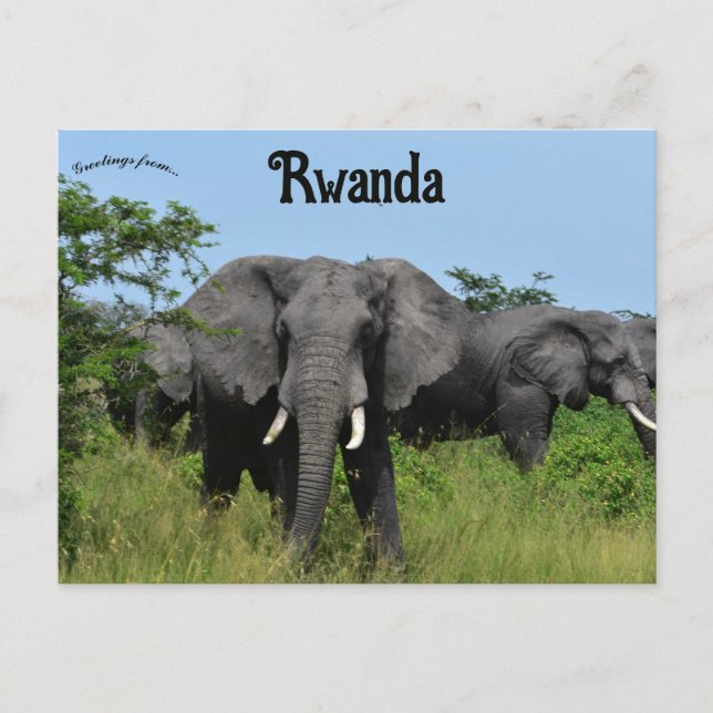 Carte Postale Éléphants à Kigali Rwanda (Devant)