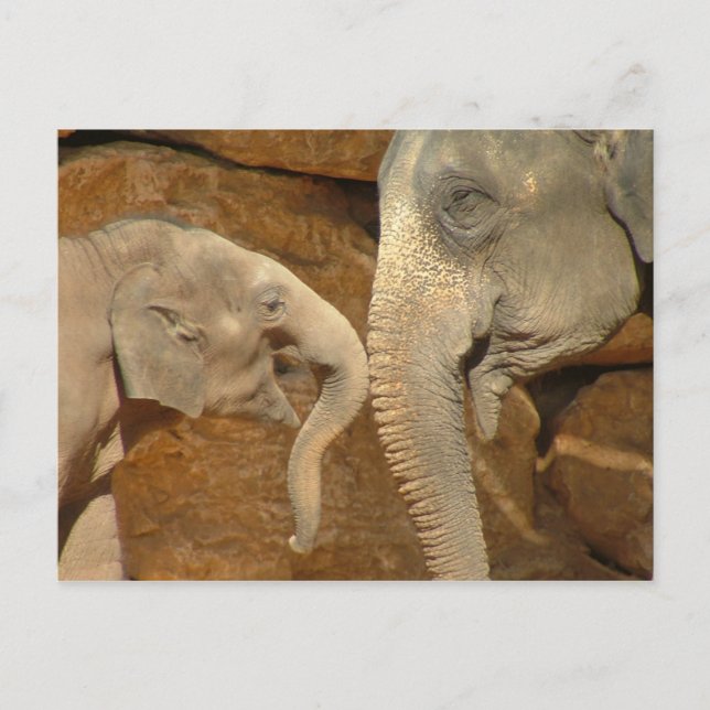 CARTE POSTALE ÉLÉPHANTS ADORABLES (Devant)