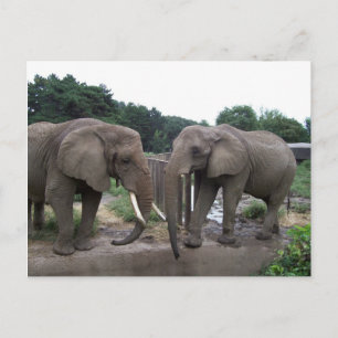 Carte Postale Eléphants africains