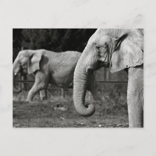 Carte postale Eléphants Asiatiques