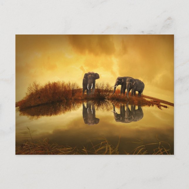 Carte Postale Eléphants asiatiques en Thaïlande sous un coucher  (Devant)