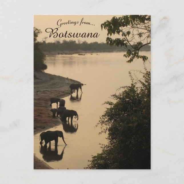 Carte Postale Eléphants au Botswana (Devant)