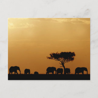 Carte Postale Éléphants au coucher du soleil