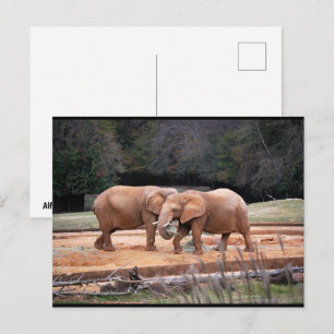 Carte Postale Éléphants d'Afrique