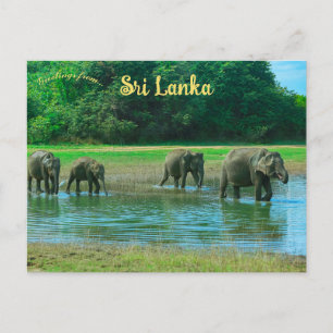 Carte Postale Eléphants dans le Parc national d'Udawalawa Sri La