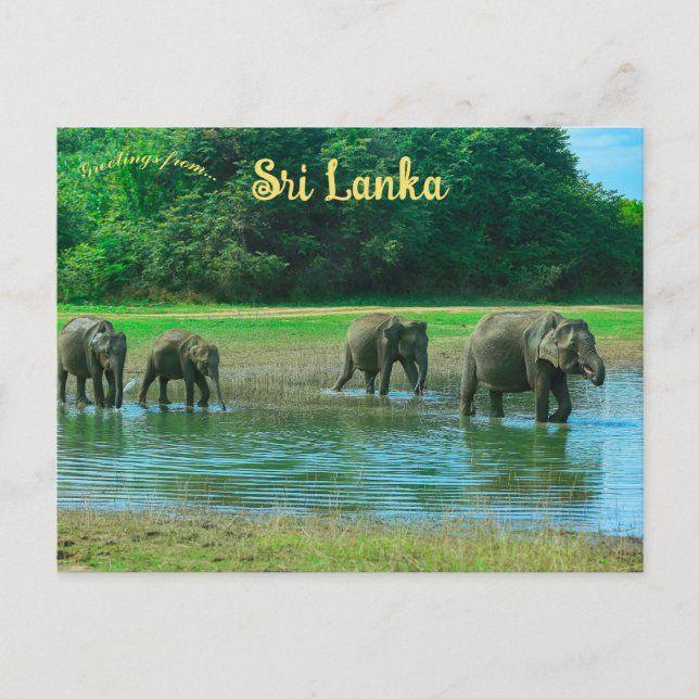 Carte Postale Éléphants dans le parc national d'Udawalawa Sri La (Devant)