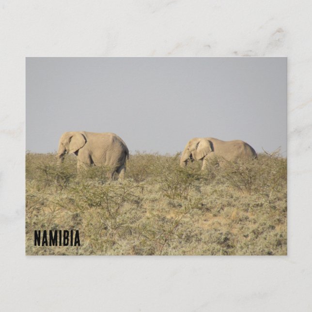 Carte Postale éléphants namibie  (Devant)