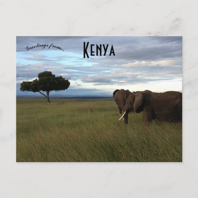 Carte Postale Eléphants sur une plaine au Kenya (Devant)