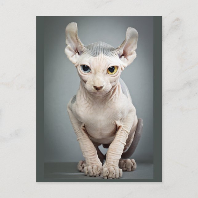 Carte Postale Elf Sphinx Photo de chat (Devant)