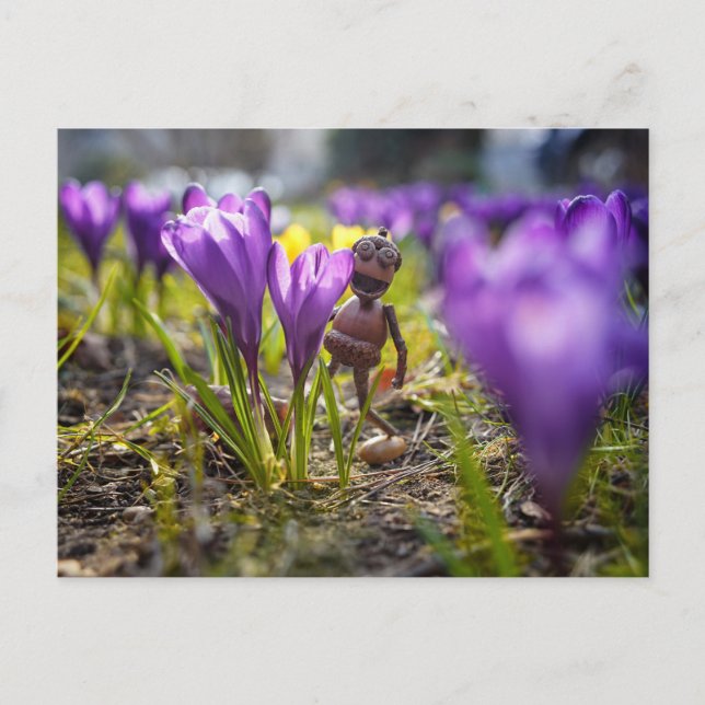Carte Postale Elfe d'Acorn avec ressort de fleur de crocus pourp (Devant)