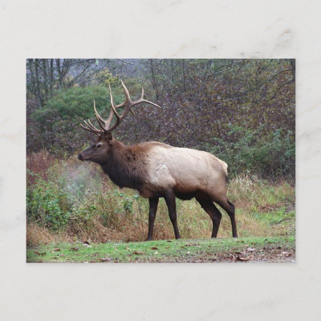 Carte postale Elk (Devant)