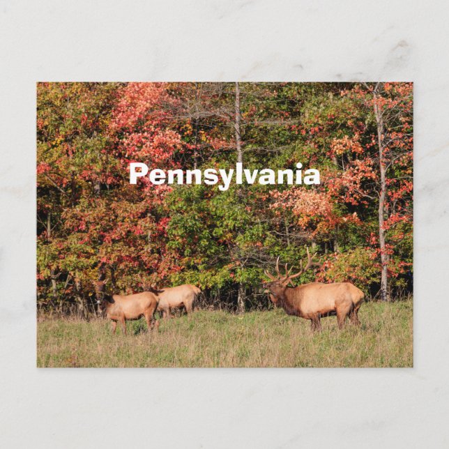 Carte postale Elk (Devant)