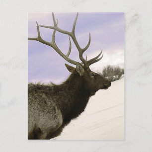 Carte Postale Elk