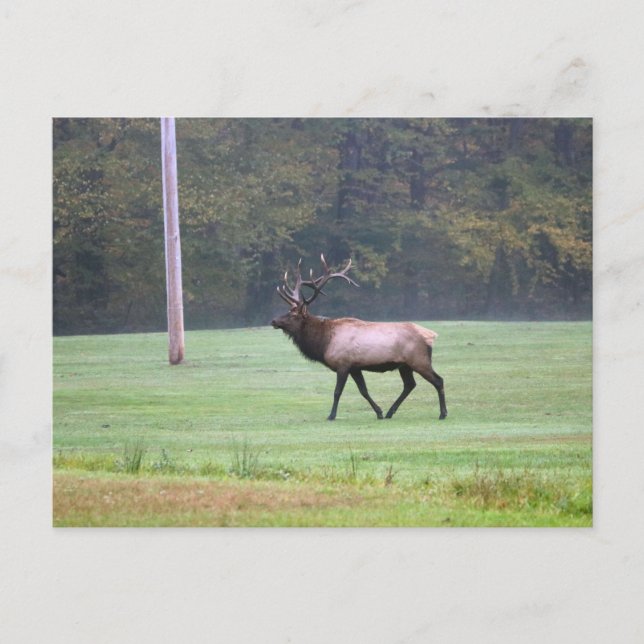 Carte postale Elk (Devant)