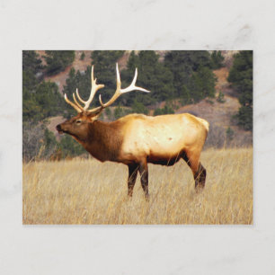 Carte Postale Elk à la réserve faunique nationale de Fort Niobra
