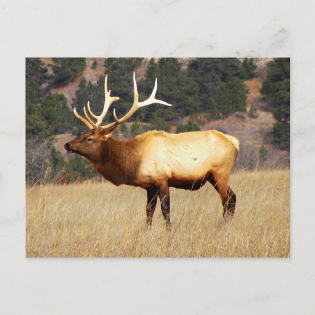 Carte Postale Elk à la réserve faunique nationale de Fort Niobra (Devant)