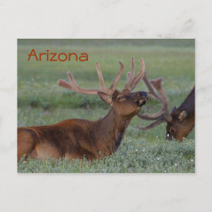 Carte postale Elk Arizona