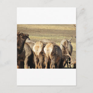 Carte Postale Elk Booty