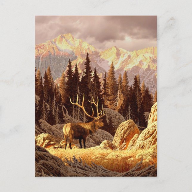 Carte Postale Elk Bull (Devant)