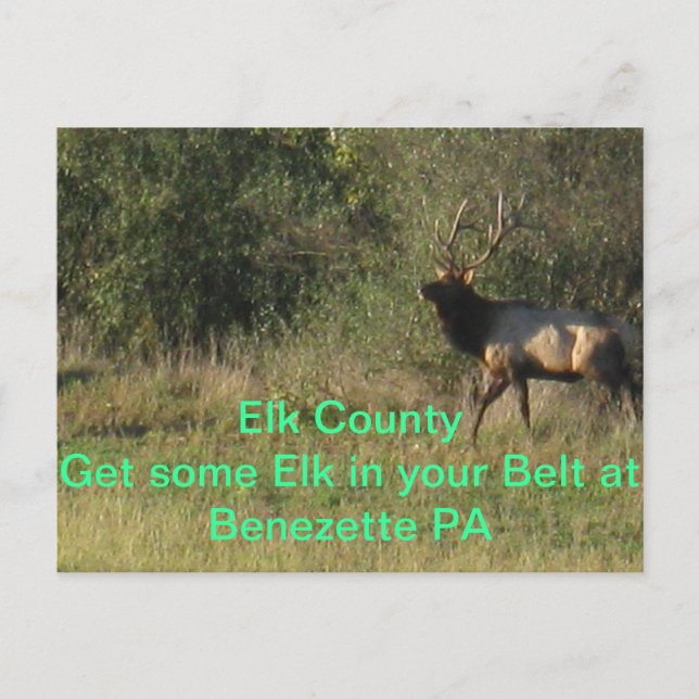 Carte Postale Elk Comté Benezette PA (Devant)