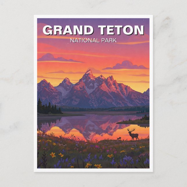 Carte Postale Elk dans le parc national de Grand Teton (Devant)