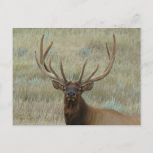 Carte Postale Elk de taureau E10 en Tête de velours