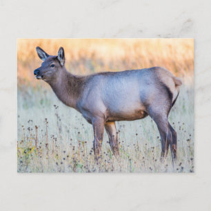 Carte Postale Elk de veau   Madison Junction, Wyoming