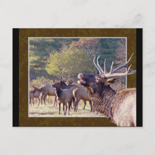 Carte postale Elk Herd 2