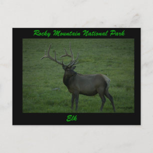 Carte Postale Elk, Milner Pass