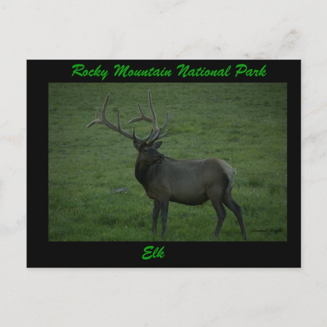 Carte Postale Elk, Milner Pass (Devant)