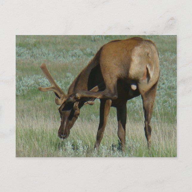 Carte Postale Elk taureau E32 à vis en velours (Devant)