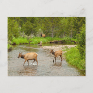 Carte Postale Elks traversant le fleuve Colorado