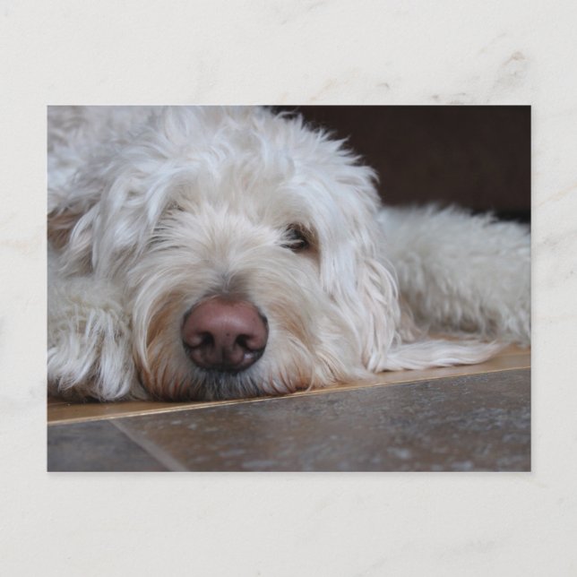 Carte Postale Elliot (Devant)