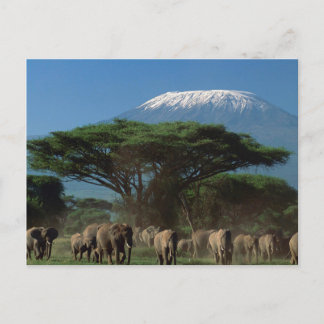 Carte Postale Elphants of Mt.Kilimanjaro