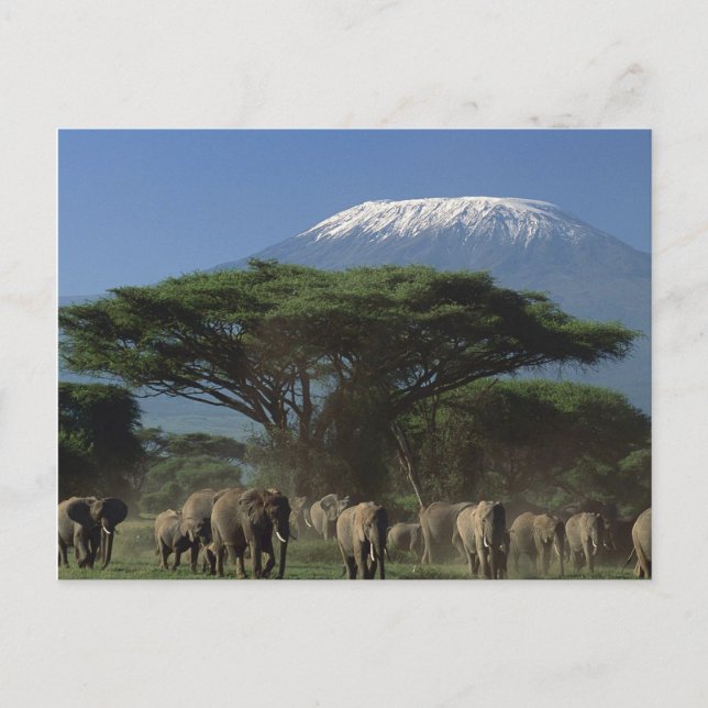 Carte Postale Elphants of Mt.Kilimanjaro (Devant)