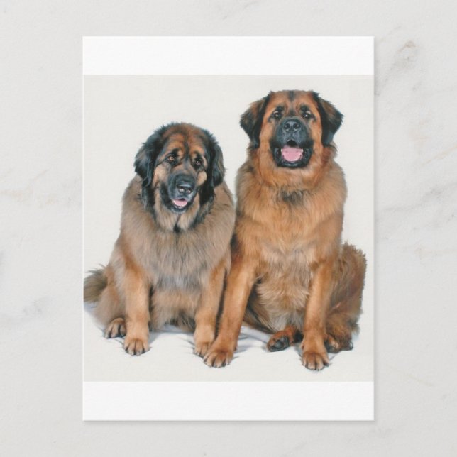 Carte Postale Elsa & Wellington (Devant)