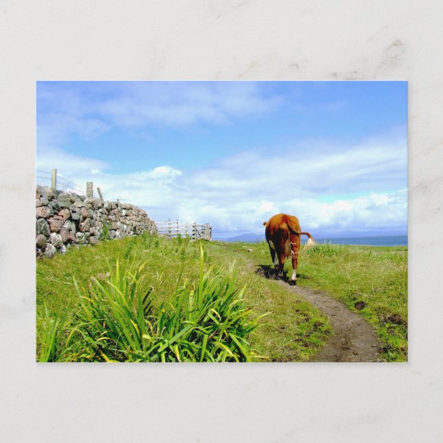 Carte Postale Embouteillage, Ile d'Iona (Devant)