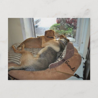 Carte Postale Embrasser Des Chiens Partageant Une Vue