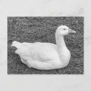 Carte Postale Emden Goose, Roath Park Lake, Cardiff, Wales B&W