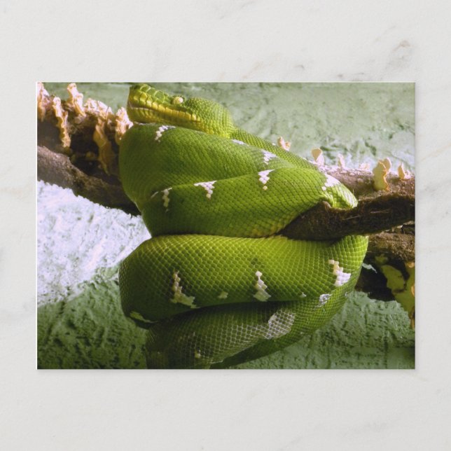 Carte Postale Emerald Boa (Devant)