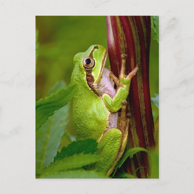Carte Postale Emerald Embrace (Devant)