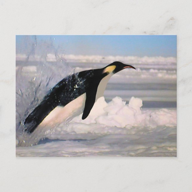 Carte postale Empereur arctique et manchot antarct (Devant)