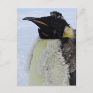 Carte Postale Empereur de Molting Penguin