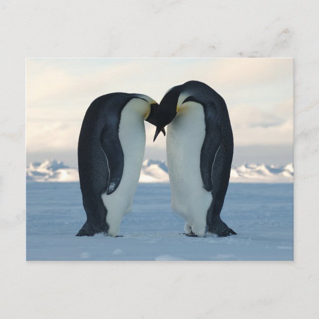 Carte Postale Empereur Kiss (Devant)