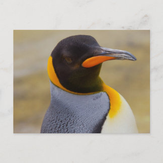 Carte postale Empereur Penguin
