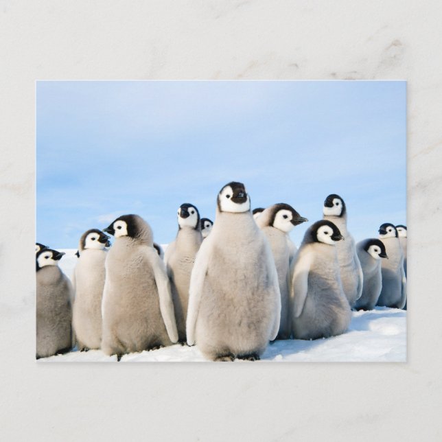 Carte postale Empereur Penguin Chicks (Devant)