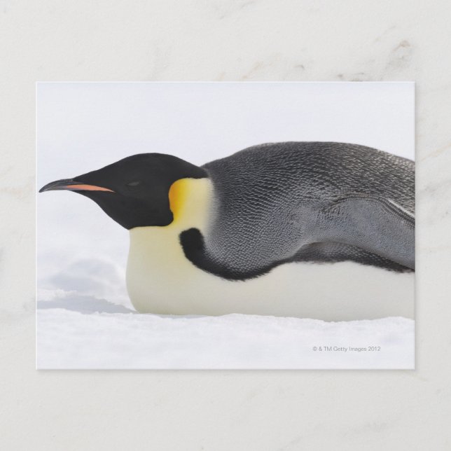 Carte Postale Empereur Penguin, île de Snow Hill, mer de Weddell (Devant)
